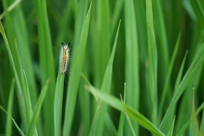 Close-up of insect on grass