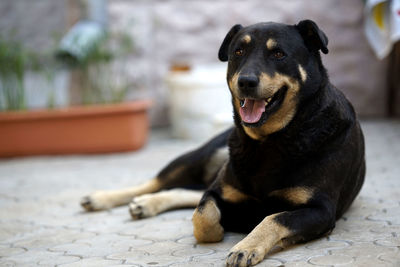 Black dog looking away while sitting outdoors
