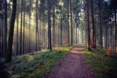 Road passing through forest