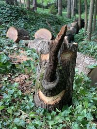 View of tree stump in forest