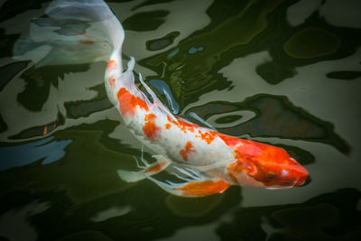 High angle view of koi carps swimming in lake