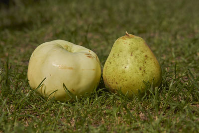 Close-up of apples on field