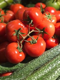 High angle view of tomatoes in water