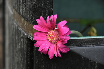 Close-up of pink flower