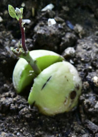 Close-up of fruits growing on field