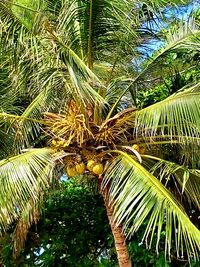 Low angle view of palm tree