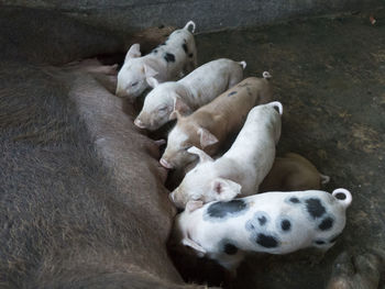 Pig babies drinken mother milk 