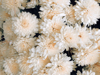 Full frame shot of white roses