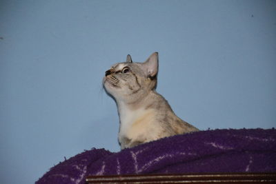 Low angle view of cat looking away against clear sky