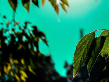 Low angle view of leaves against clear sky