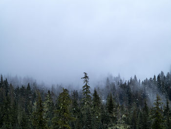 Pine trees in forest against sky