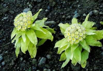 Close-up of green flowers