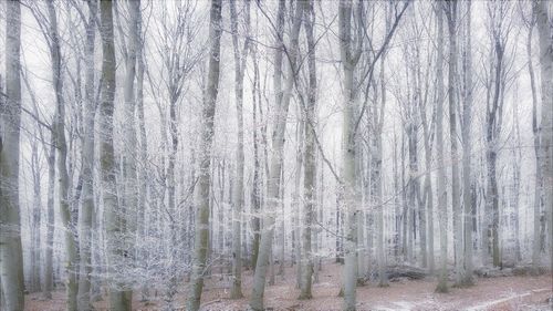 Bare trees in forest