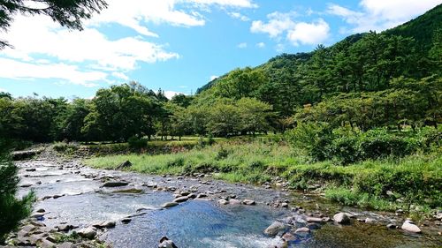 Scenic view of river amidst trees in forest against sky