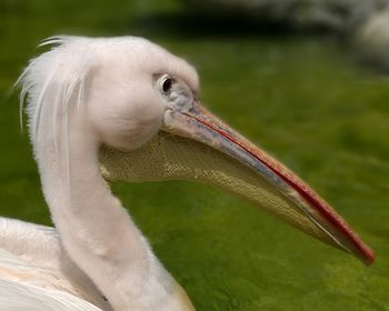 Close-up of pelican on field