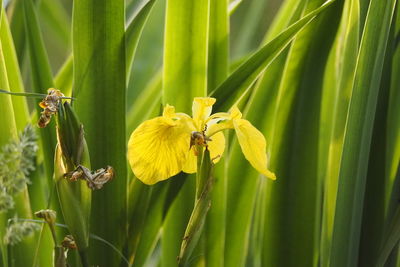 plant