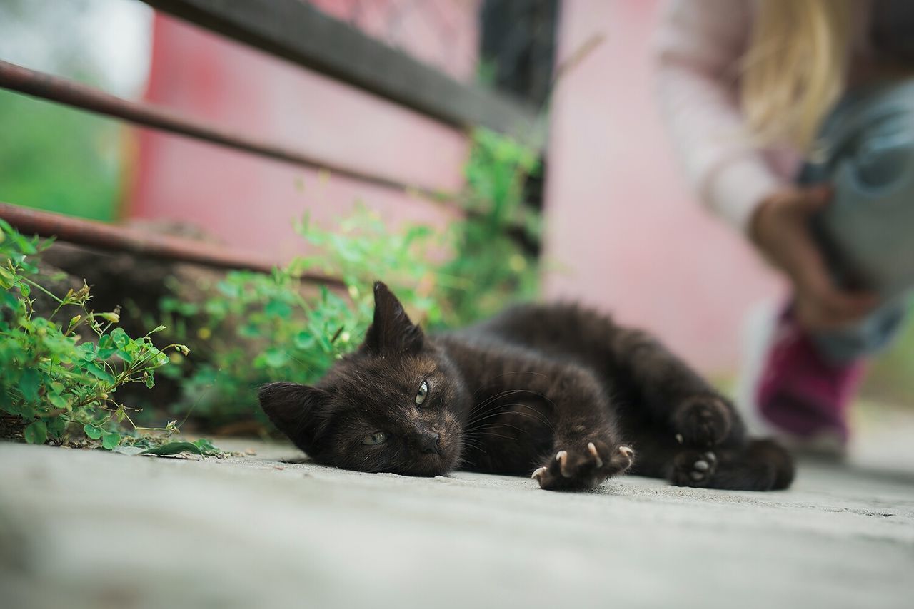 CLOSE-UP OF A CAT SLEEPING ON FLOOR