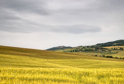 Scenic view of agricultural field against sky