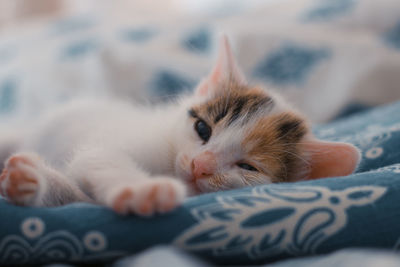 Portrait of kitten relaxing on bed at home