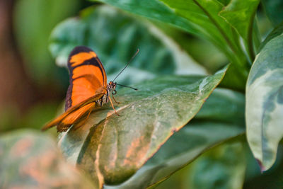 Close-up of butterfly on leaf