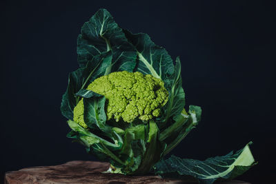 Close-up of vegetables against black background