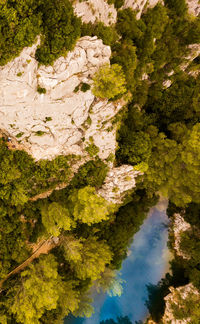 High angle view of trees by river