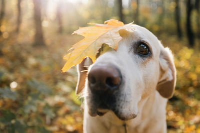 Close-up of dog