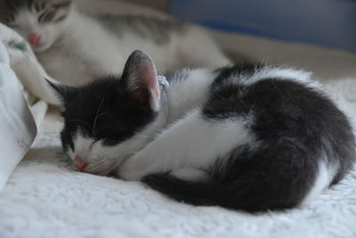 Close-up of cat sleeping on bed