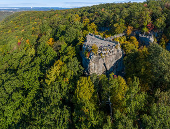 High angle view of trees in forest