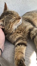 High angle view of cat lying on hand