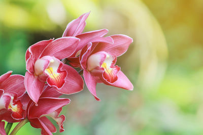 Close-up of pink flowering plant