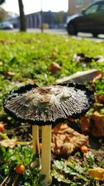 Close-up of fly agaric mushroom