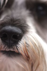 Close-up of miniature schnauzer