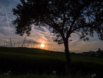 Silhouette tree by sea against sky during sunset