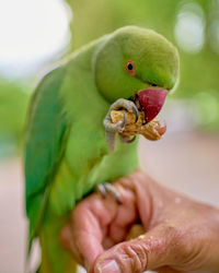 Close-up of hand holding bird