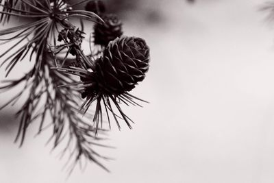 Close-up of pine cone on tree against sky