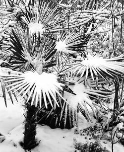 Close-up of snow on tree during winter