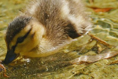 Close-up of turtle swimming in water
