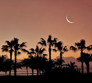 Silhouette trees against sky during sunset