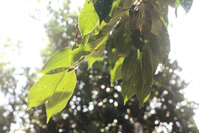 Close-up of leaves on tree