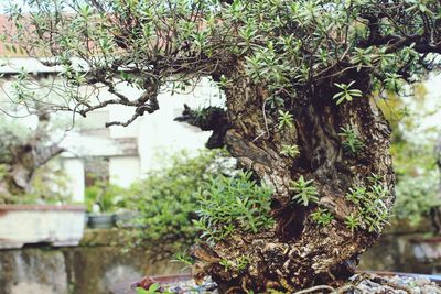 Close-up of tree trunk