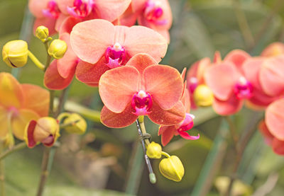 Close-up of pink flowering plants