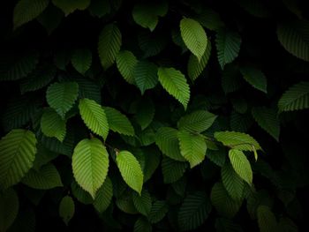 High angle view of leaves on tree at night