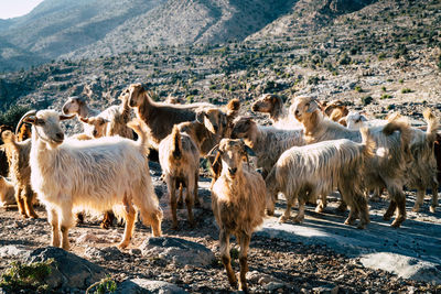 View of sheep on field