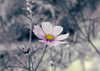 Close-up of pink cosmos flower blooming outdoors