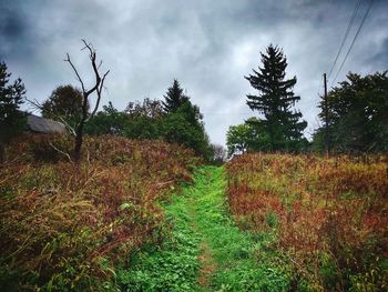 Plants growing on field against sky