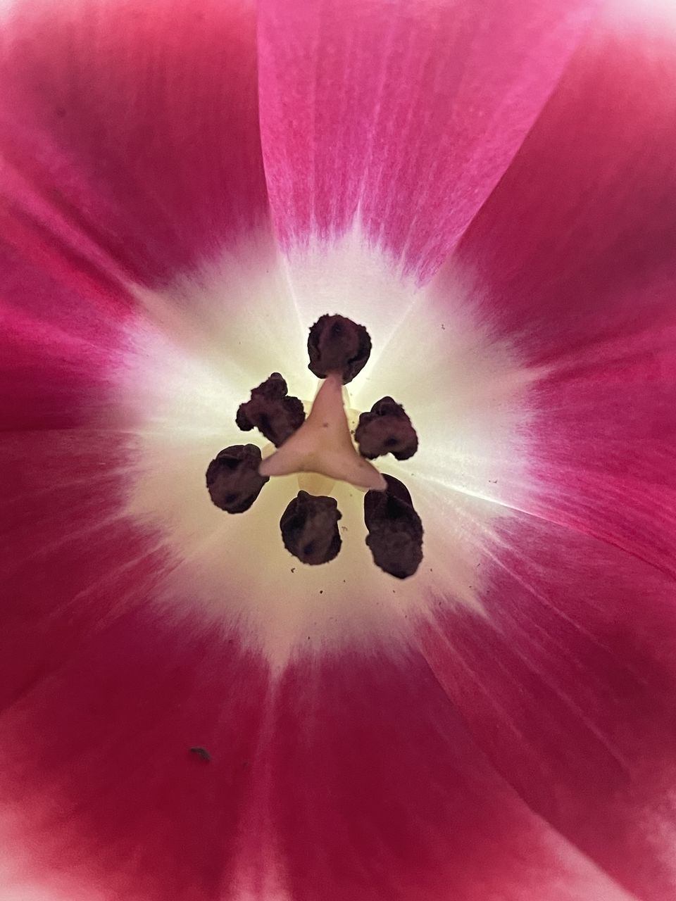 flower, pink, macro photography, petal, plant, freshness, flowering plant, close-up, red, blossom, beauty in nature, nature, no people, pollen, purple, fragility, backgrounds, growth, flower head, inflorescence, stamen, full frame, macro, extreme close-up, magenta, outdoors