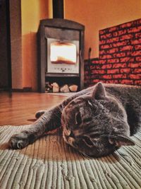 Close-up of cat lying on floor at home