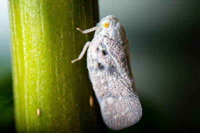 Close-up of insect