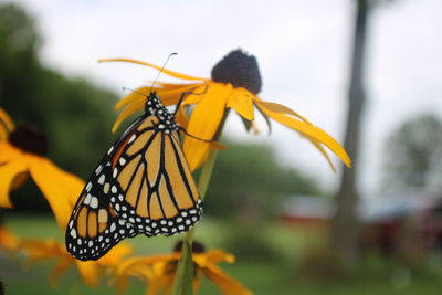 Close-up of butterfly pollinating on yellow flower